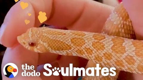 Marshmello the hognose snake loves his sweaters (FeelGoodSubstance)