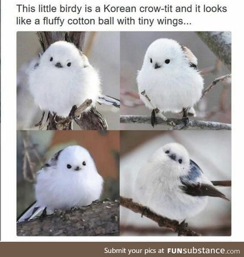 An adorable floofball