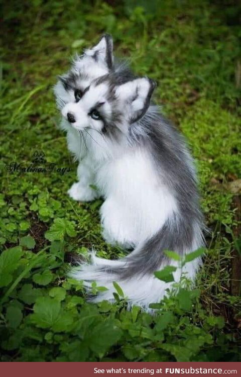 Canadian marble fox