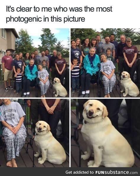 Most photogenic doggo