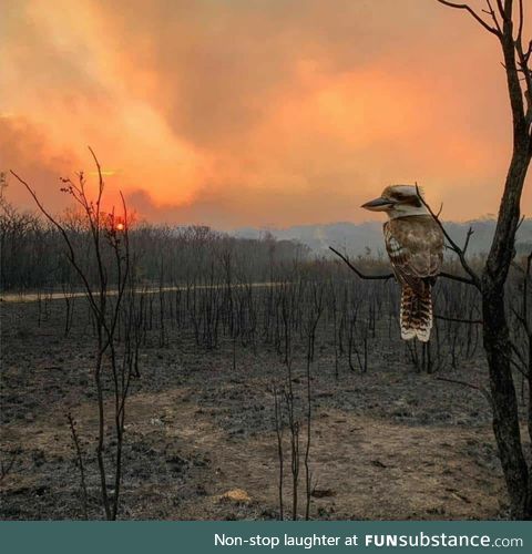 Kookaburra sits in the old gum tree... Rip in peace aus