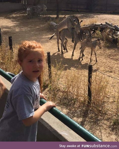 Trip to the zoo