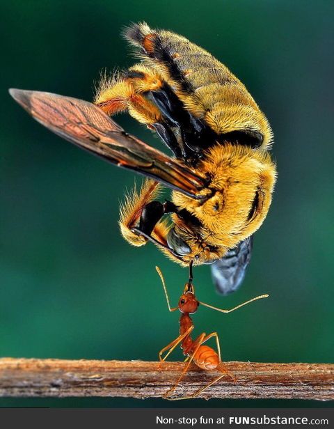 Ant holding up a dead bee