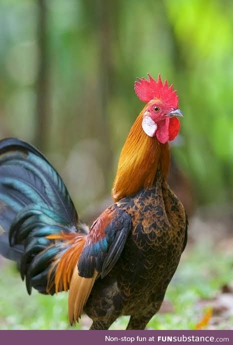 Wild chickens: Red Junglefowl