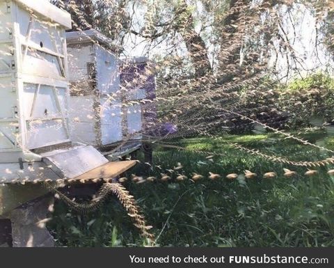 Time lapse at a busy bee airport