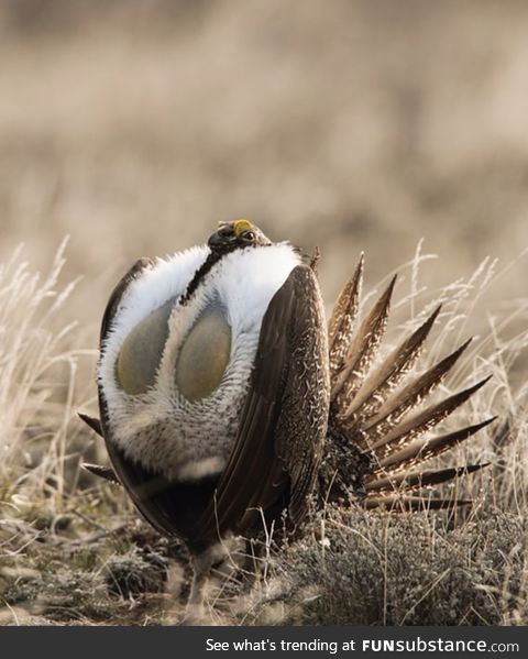 Wild Chickens: Greater Sage Grouse