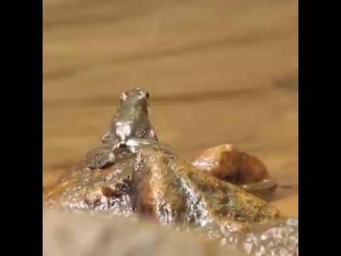 Froggo Fren #108 - Kottigehar Dancing Frog