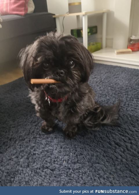 Our Shih Tzu eating a treat looks like WW2 Winston Churchill