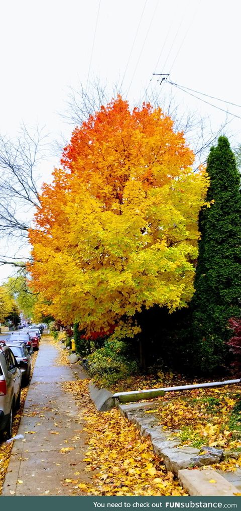 Autumn colours downtown Toronto