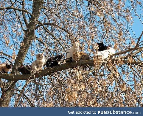 Strange birds gather in the tree