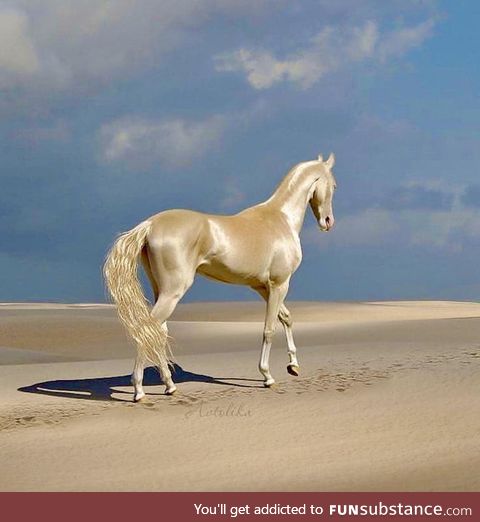 The Akhal-Teke, aka "Golden Horse"