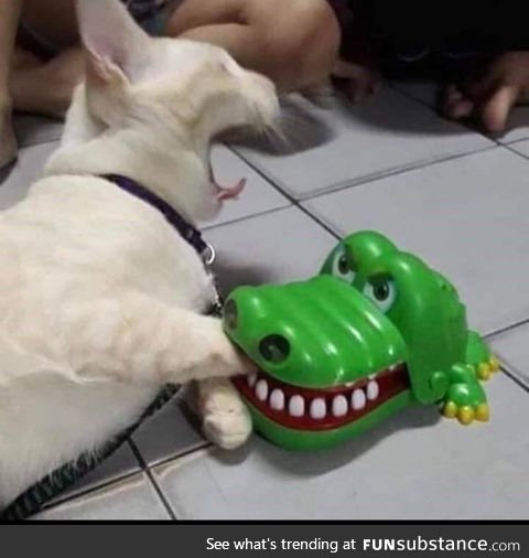 Cat get eaten by alligator