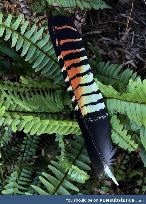 Red-tailed Black ***atoo tail feather