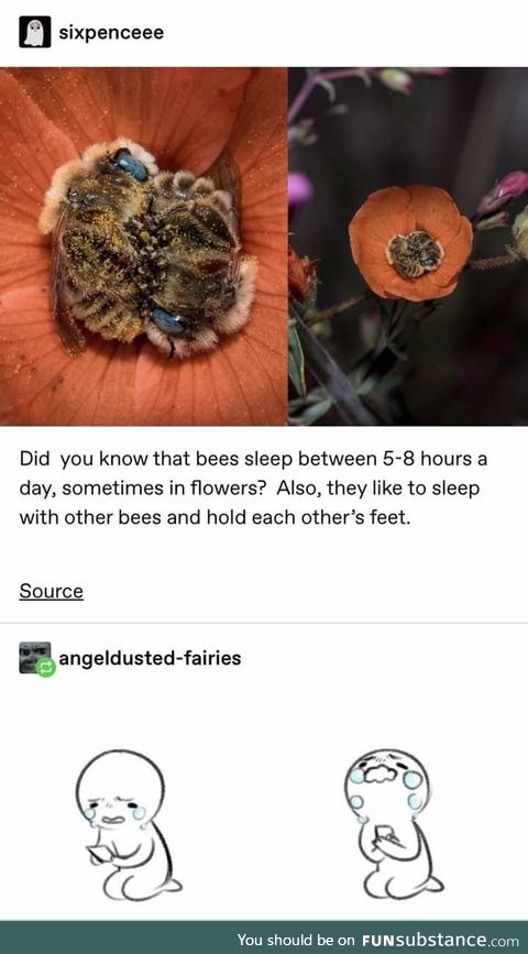 Bees are so freaking cute, BTW