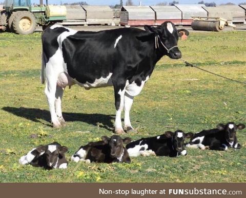 A 1 in 180 million chance - cow has quadruplets. They were named Eeny, Meeny, Miny, and