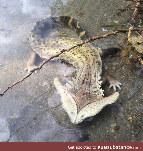 A hammerhead salamander