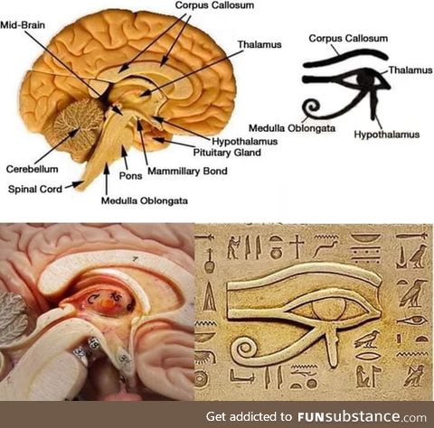 The eye of horus from ancient egypt represents the inner part of the brain. A significant