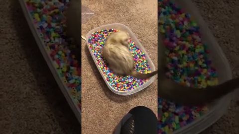 Happy Ferret With So. Many. BEADS.