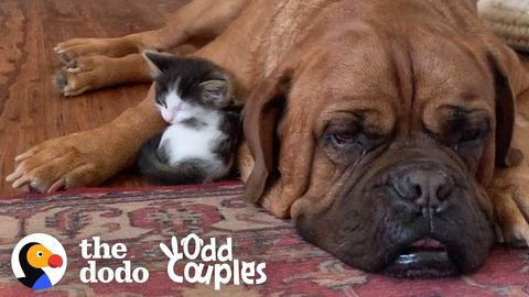 Tiny Kitten loves 135 Mastiff (FeelGoodSubstance)