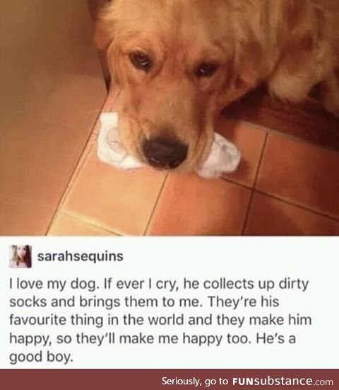 Proof that dogs are the greatest animal ever