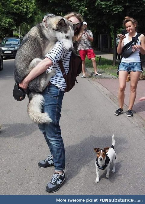 This big dog scared of a tiny dog