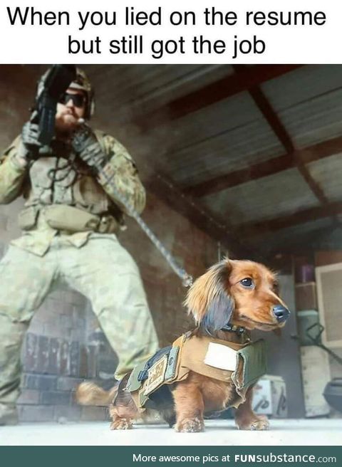 Dogs of war