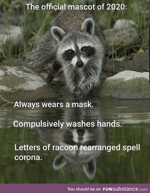 Year of the racoon