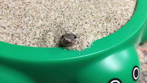 Snek hides in sand