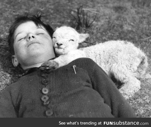 A baby lamb laying down with the second most deadly animal in the known universe, circa