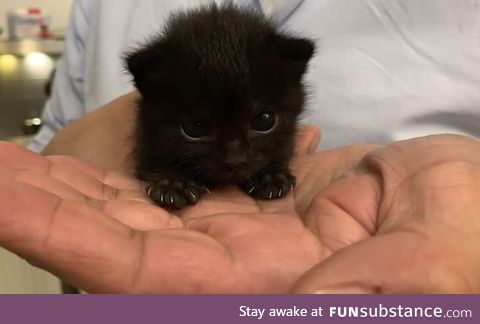 Adorable jet black kitten