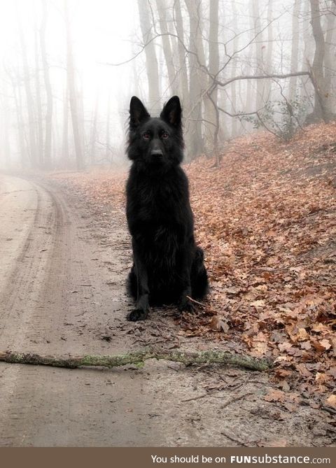 The blood red eyes of a black hound