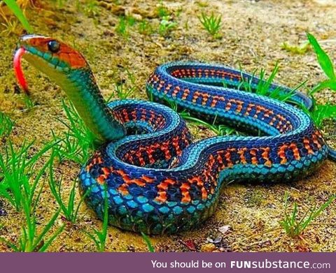 14 Images Of Colorful Snakes From Around The World (FUNblog)