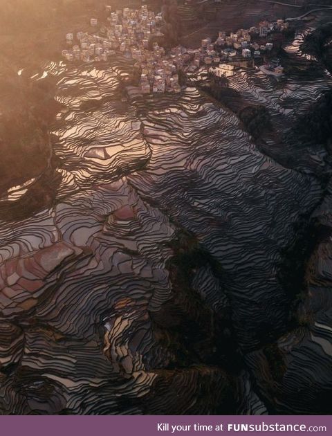 ITAP of some rice fields in China