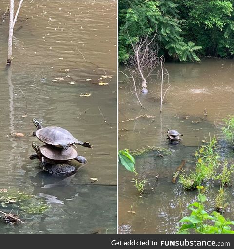 Turtles are stack-able, allegedly