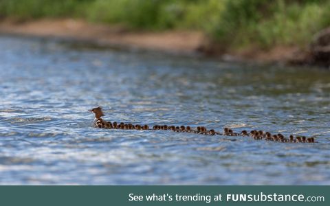 Superhero Mersanger momma with 56 ducklings in tow