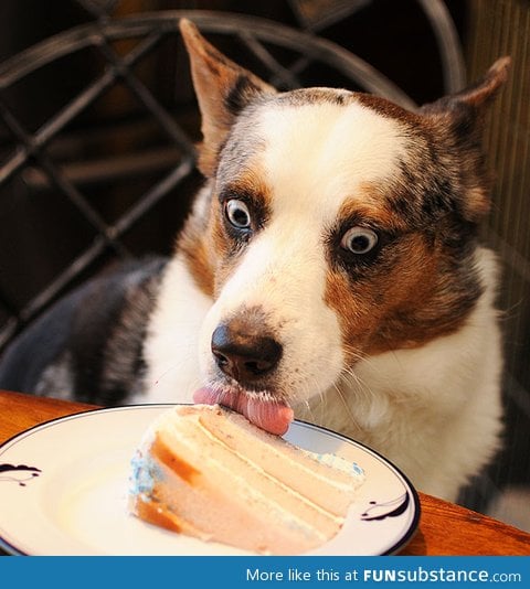 the happiest dog in the world.