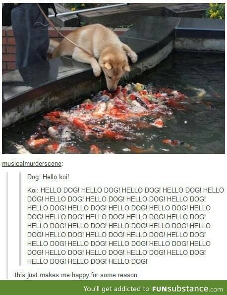 Hello koi!