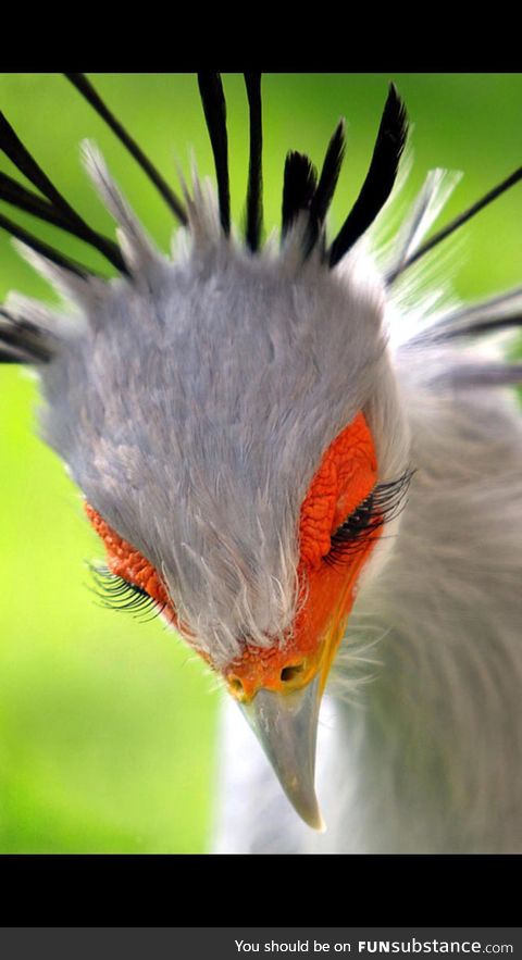 A most beautiful species, the Secretary Bird