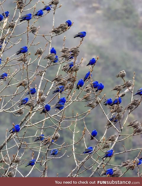 Lachen,north sikkim