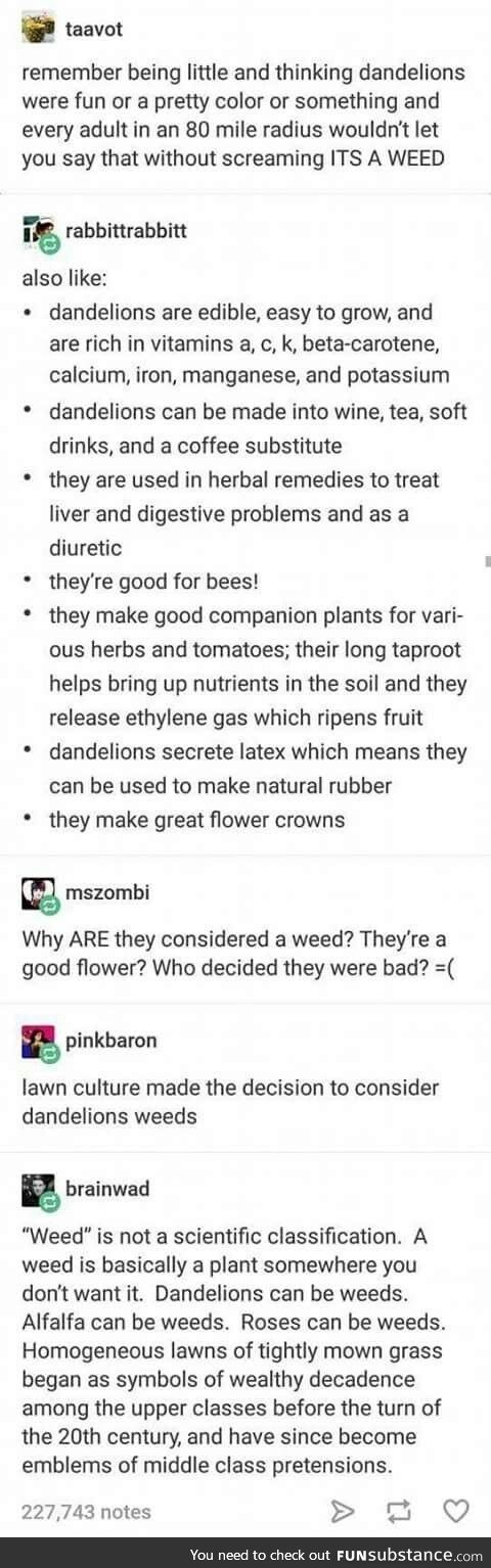 Won't somebody please think of the dandelions?!