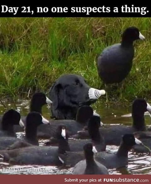 Undercover loon!