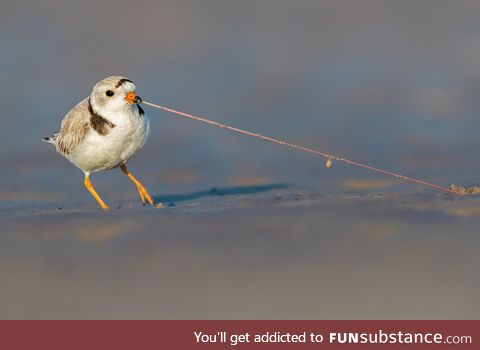 Plover vs worm (photo: Matthew filosa)