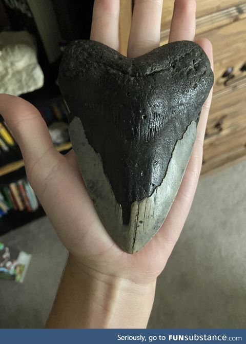 Megalodon tooth