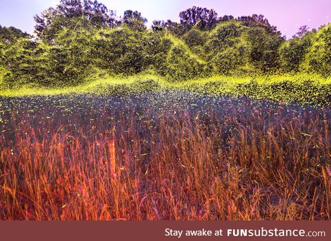 Fireflies in Virginia