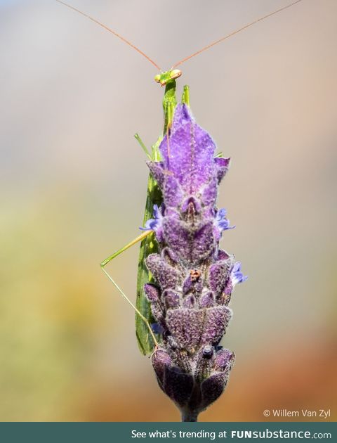 Posing mantis