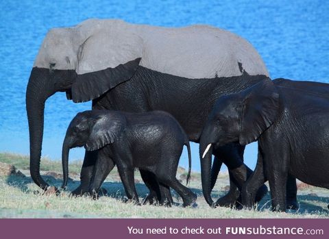 A Family of Elephants after a Swim!