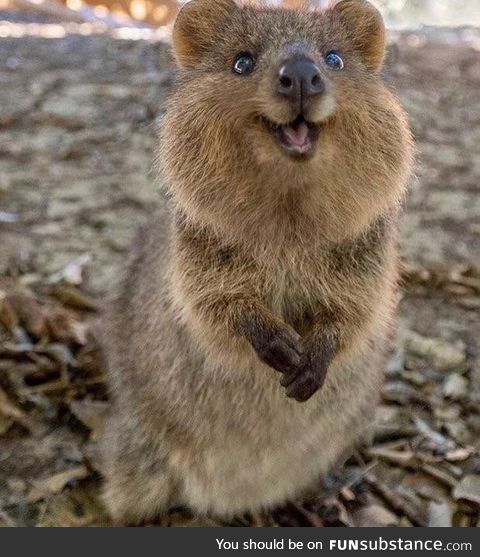 This Quokka at Rottnest Island, Off Perth, Western Australia