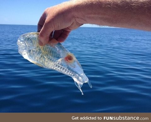 Transparent fish