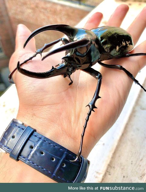 This majestic three-horned Rhinoceros Beetle