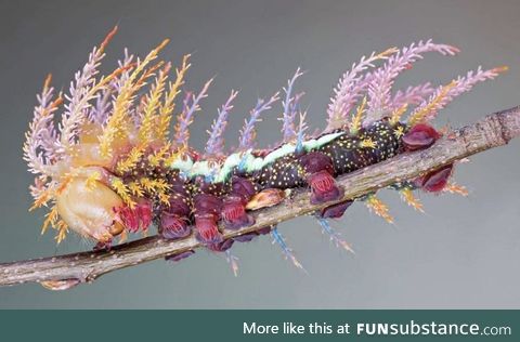 Saturniidae caterpillar